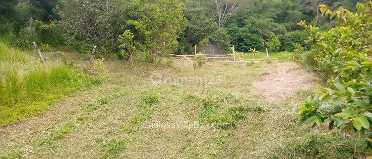 Land Rent Near Bedugul Tanah Dekat Bedugul 1