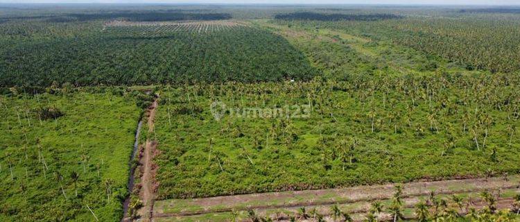 Dijual Tanah Produktif Ds Peniti Kec Jungkat Kab Mempawah Kalimantan Barat 1