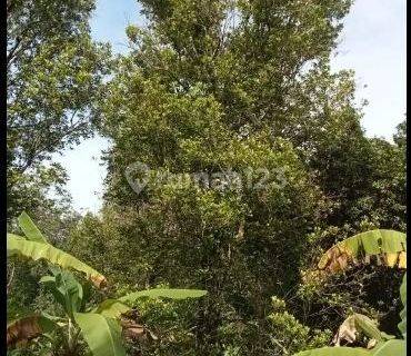 DiJual Tanah Luas 25000m2 Dan Hasil Buah Produktif Di Sukabumi 1