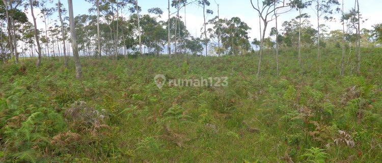 Dijual Tanah Cocok untuk Perkebunan, Peternakan., Pertanian, Kopi dlsbnya 1