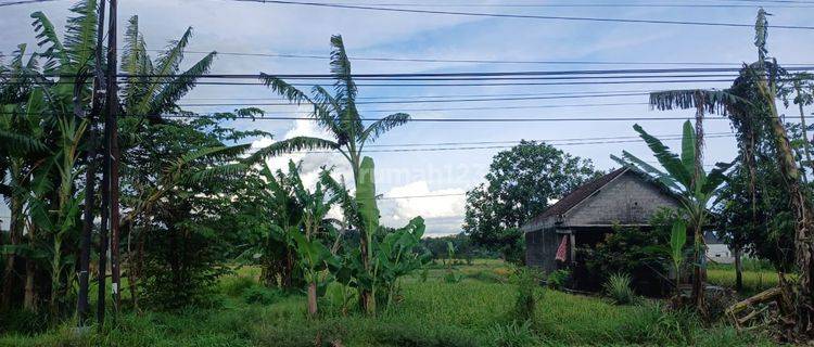 Tanah Sawah 2015 Meter Persegi Lokasi Dekat Candi Prambanan Klaten 1