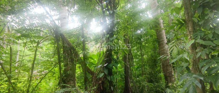 Tanah Desa Tewaan, Ranowulu Terbaik Dan Termurah 1