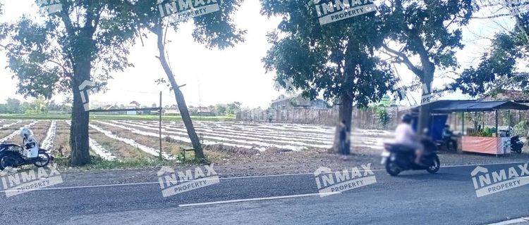 Dijual Tanah Luas Strategis Nol Jalan Raya Petung Rogojampi Banyuwangi Harga Murah Masih Nego SHM 1