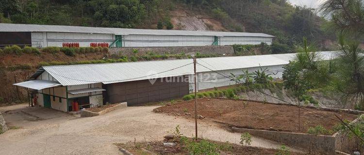 DIJUAL USAHA AKTIF  PETERNAKAN AYAM BROILER di Garut Jawa Barat 1