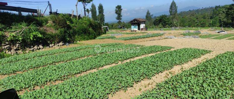 TANAH PEKARANGAN, JL DIENG KM 11, KURIPAN, GARUNG, WONOSOBO, JATENG 1