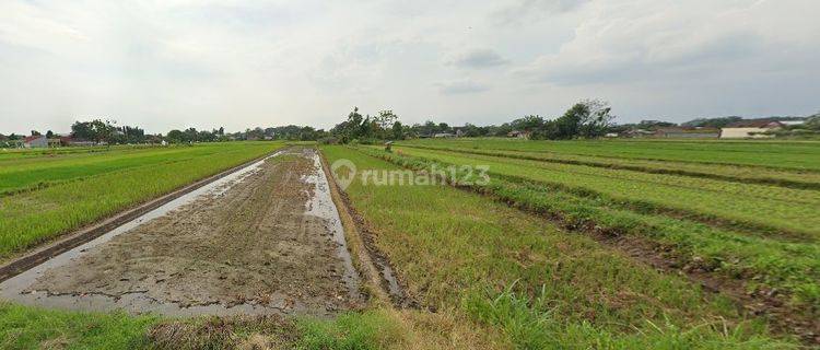 Tanah Kering Di Dusun Kadirojo, Purwomartani, Kalasan, Sleman 1