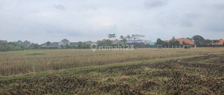 Land Freehold 1350 sqm Great Location Batu Beliq Bali 1