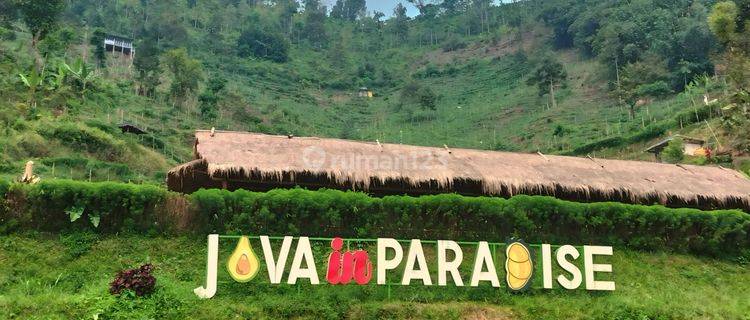 Tanah Kebun Produktif Siap Cetak Uang Di Wonosalam 1