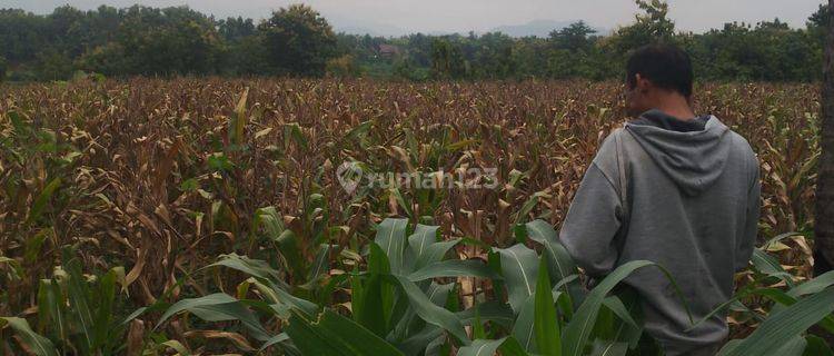 Kavling Murah Siap Bangun dan Cocok Untuk Perumahan @Rembang Jawa Tengah 1