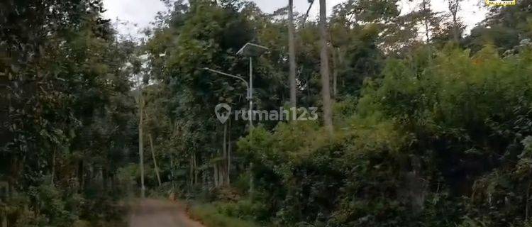 Tanah Kebun Durian Alpukat Lokasi dekat Goa Maria Ambarawa 1