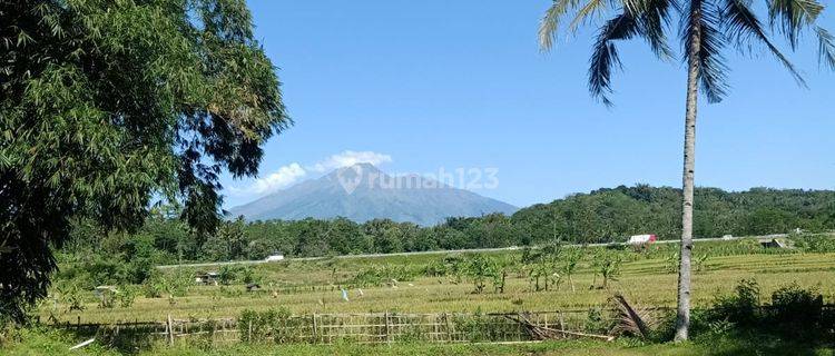 Tanah Kolam Ikan produktif di Suruh Kabupaten Semarang 1100 m² SHM 1