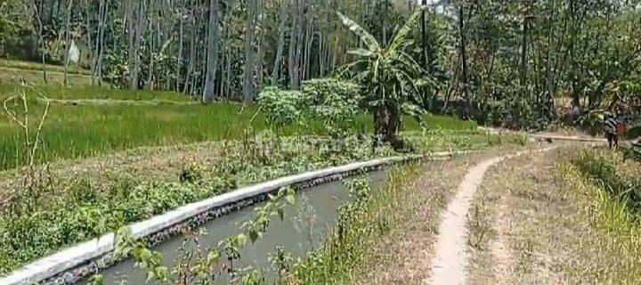 Tanah Sawah di Sruwen Susukan Kabupaten Semarang 1