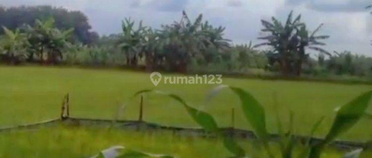 Tanah Sawah Pertanian Di Karangrayun Grobogan Jawa Tengah 1