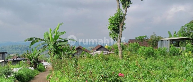 Tanah Dekat Wisata Celosia Gedongsongo Sumowono Semarang 1