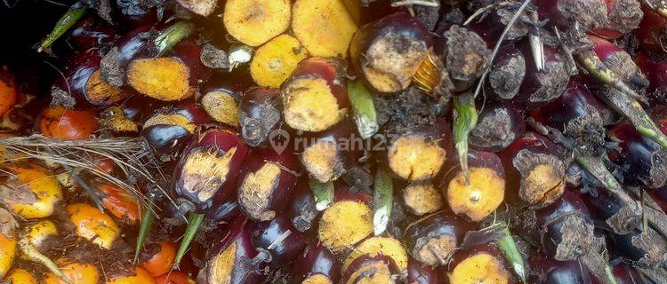 X004-Dijual Kebun Sawit 263 hektar, SHM, di Pelalawan, Riau 1