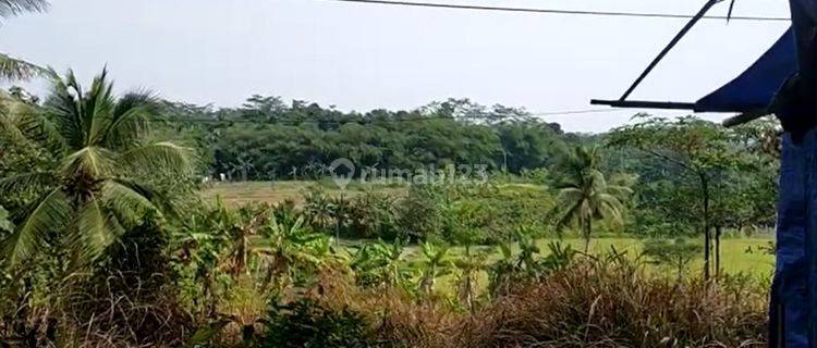 Jual Cepat Tanah 1 Km Dari Gerbang Tol Rangkas Bitung SHM 1