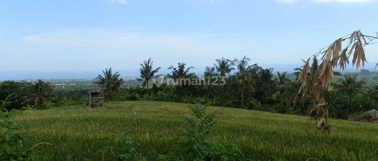 North Bali hillside land close to Lovina  (NB-L032) 1