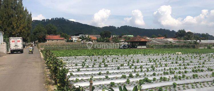TERMURAH, Tanah Kavling Subur di Maribaya Lembang 1