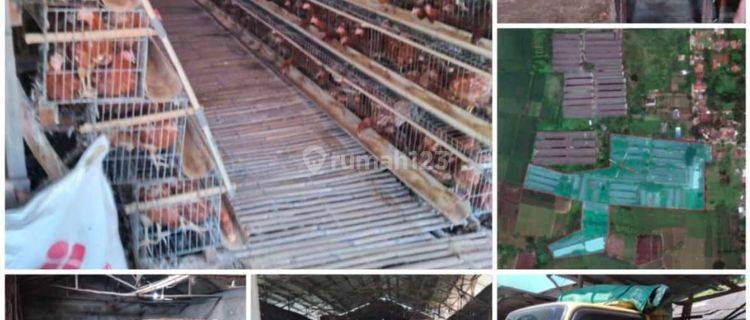 Dijual PETERNAKAN AYAM masih aktif. 
RAJEG TANGERANG
 1