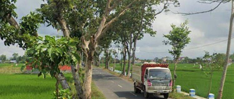 Bisa Dibangun Pabrik, Gudang Tanah Sawah Gondang Tulungagung 1