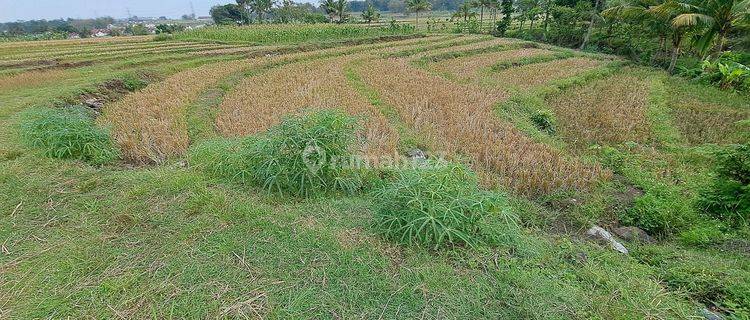 DI JUAL SAWAH BEAKANG SD TOSARI KEC. PRINGAPUS KAB. SEMARANG  1