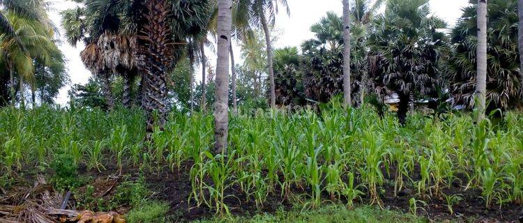 TANAH KOMERSIL 3,5 HA PINGGIR PANTAI DI SIKKA FLORES NTT, COCOK UNTUK USAHA BUDIDAYA PERIKANAN 1