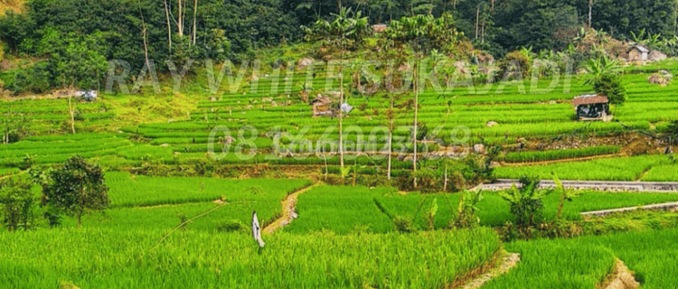 Tanah di Cianjur Cocok untuk sawah 1