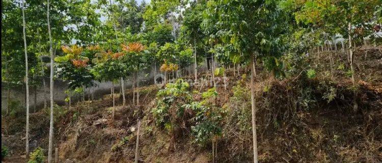 Tanah Matang Siap Bangun Kolonel Masturi Lembang 1