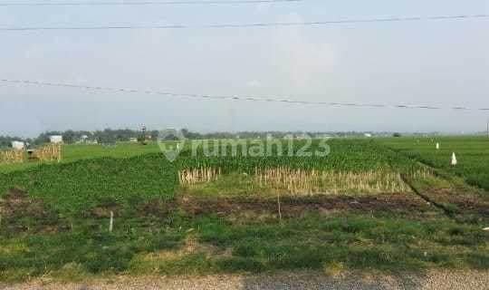 Dijual tanah ex sawah Poros Jalan  Lokasi Mojowarno  1