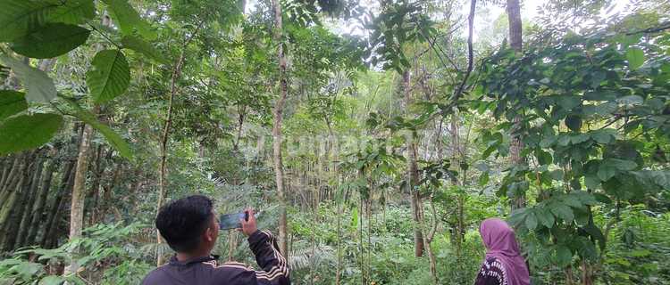 Dijual Tanah Kebun SHM Mrunten Kalisidi Ungarn Barat Ada Tanaman Durian Kopi :Engkeh 1