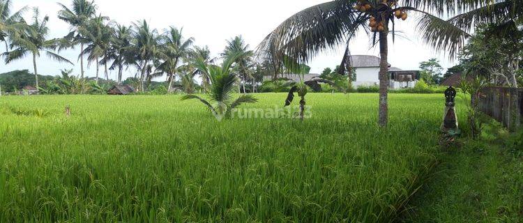 Tanah Istimewa di Pusat Ubud Center 1