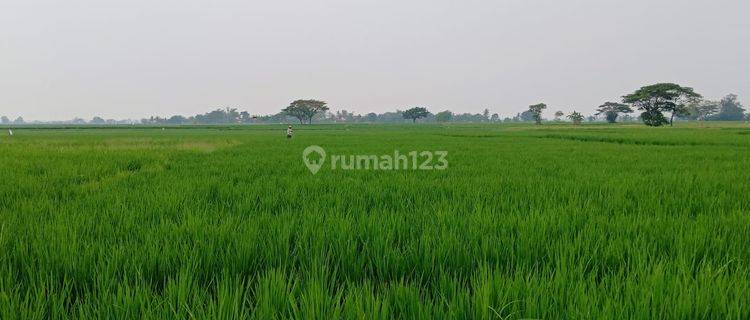 Dijual Sawah Di Pontang, Serang Banten Luas 4238m2 1