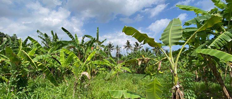  Stunning Jungle View Land In Central Ubud 1