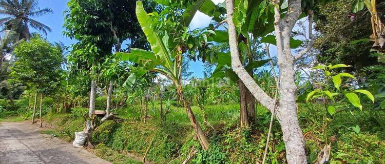 prime land in the good shape at Exclusive area of Pejeng, Ubud. 1