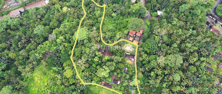 Prime Land With River And Jungle Views In Bongkasa, Badung, Bali 1