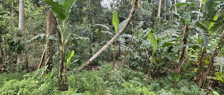 Tanah Sewa View Sungai Hutan Siap Bangun Villa  1
