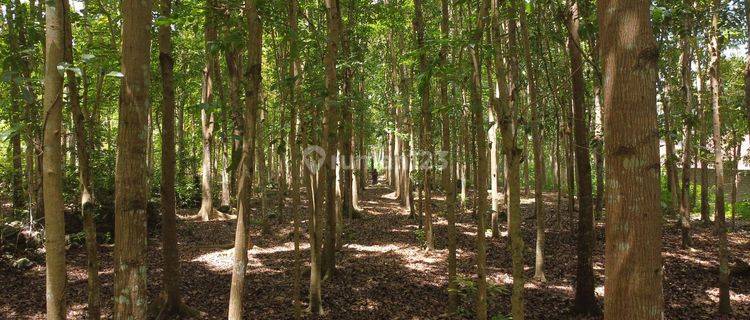 TANAH KEBUN MAHONI COCOK INVESTASI DEKAT TIRTA GANGGA 1