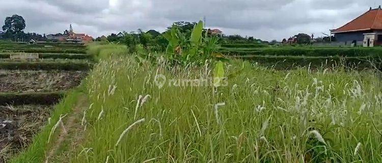 Tanah View Sawah Abadi Di Lodtunduh Ubud Harga Murah 1