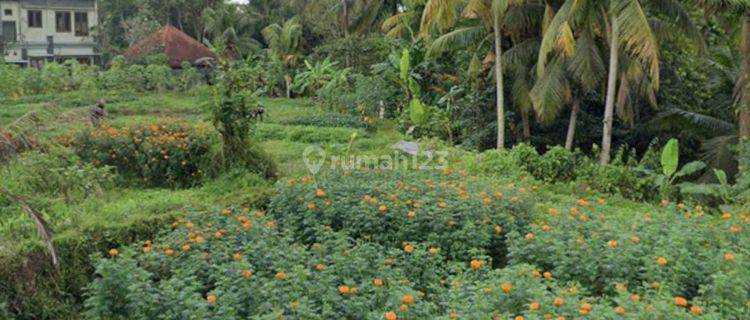 PINK LAND ZONE VIEW FOREST FIELDS SUITABLE FOR VILLA RENTALS 1