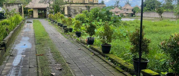 TANAH SEWA PREMIUM CENTRAL UBUD UKURAN KECIL 1