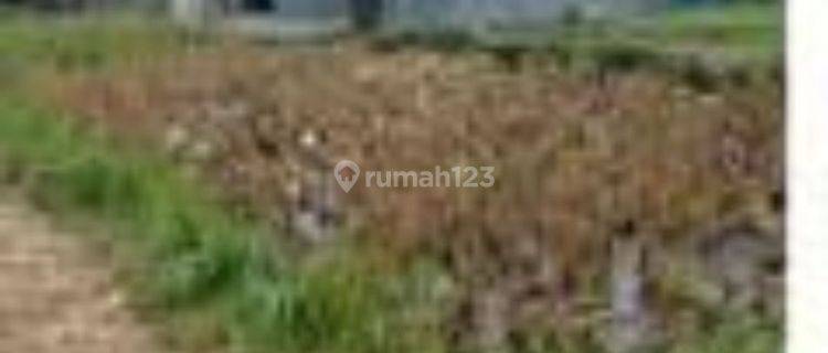 TANAH VIEW SAWAH HARGA MURAH DEKAT UBUD COCOK VILLA 1