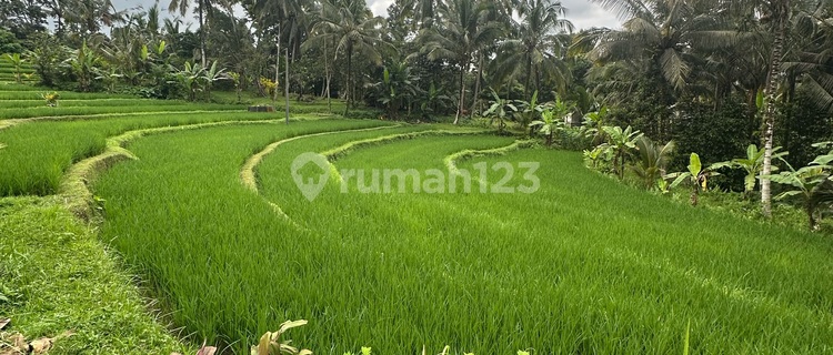 Tanah Murah View Sawah Hutan Lembah Sungai  1