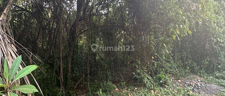 Tanah View Sungai Dan Hutan Cocok Villa Rental  1