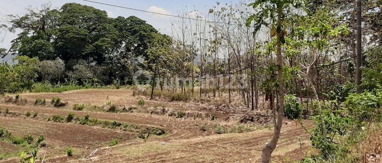 Tanah luas pinggir jalan utama nego di depan pom bensin 1