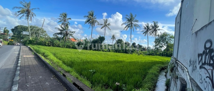 Tanah Sewa di Jalan raya Buduk 18 dan 5 are SHM 1