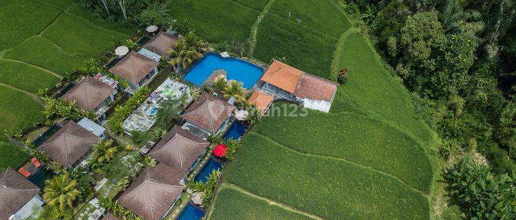 Resort pull view sawah dekat obyek wisata  cekking rice teras  1