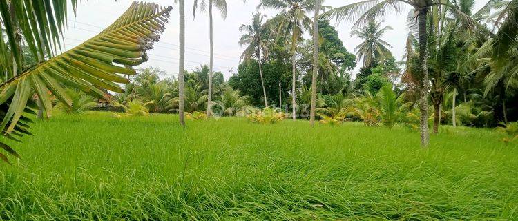 Tanah Di Kontrakan Siap Bangun Di Ubud Selatan 1