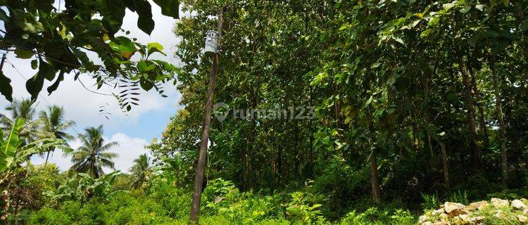 Tanah / Kebun Jati Seluas 2.2261 Meter Persegi Di Panggang Gunung Kidul 1