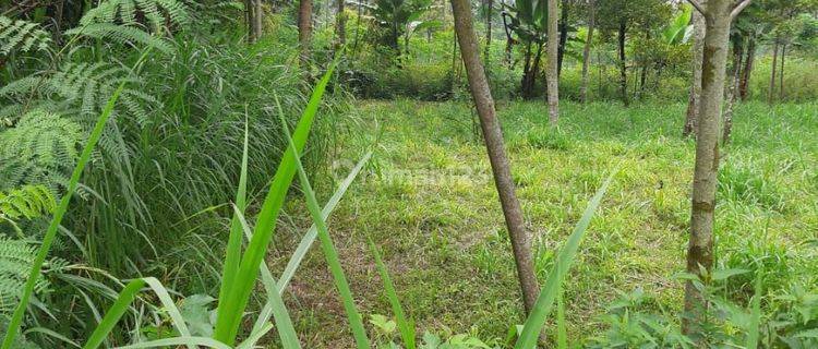 Tanah Kebun Siap Bangun 1