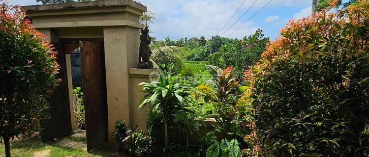 DISEWAKAN RUMAH DI UBUD 1